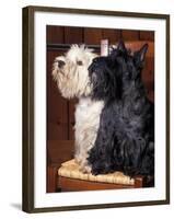 Domestic Dogs, West Highland Terrier / Westie Sitting on a Chair with a Black Scottish Terrier-Adriano Bacchella-Framed Photographic Print