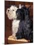 Domestic Dogs, West Highland Terrier / Westie Sitting on a Chair with a Black Scottish Terrier-Adriano Bacchella-Mounted Photographic Print