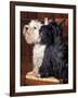 Domestic Dogs, West Highland Terrier / Westie Sitting on a Chair with a Black Scottish Terrier-Adriano Bacchella-Framed Photographic Print