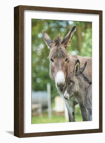 Domestic Donkey, Equus Asinus Asinus, Mare, Foal, Portrait, Head-On, Looking into Camera-David & Micha Sheldon-Framed Photographic Print