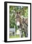 Domestic Donkey, Equus Asinus Asinus, Mare, Foal, Portrait, Head-On, Looking into Camera-David & Micha Sheldon-Framed Photographic Print