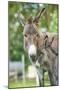 Domestic Donkey, Equus Asinus Asinus, Mare, Foal, Portrait, Head-On, Looking into Camera-David & Micha Sheldon-Mounted Photographic Print