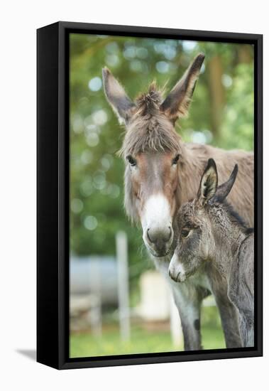 Domestic Donkey, Equus Asinus Asinus, Mare, Foal, Portrait, Head-On, Looking into Camera-David & Micha Sheldon-Framed Stretched Canvas