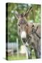 Domestic Donkey, Equus Asinus Asinus, Mare, Foal, Portrait, Head-On, Looking into Camera-David & Micha Sheldon-Stretched Canvas