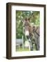 Domestic Donkey, Equus Asinus Asinus, Mare, Foal, Portrait, Head-On, Looking into Camera-David & Micha Sheldon-Framed Photographic Print