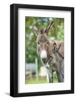 Domestic Donkey, Equus Asinus Asinus, Mare, Foal, Portrait, Head-On, Looking into Camera-David & Micha Sheldon-Framed Photographic Print