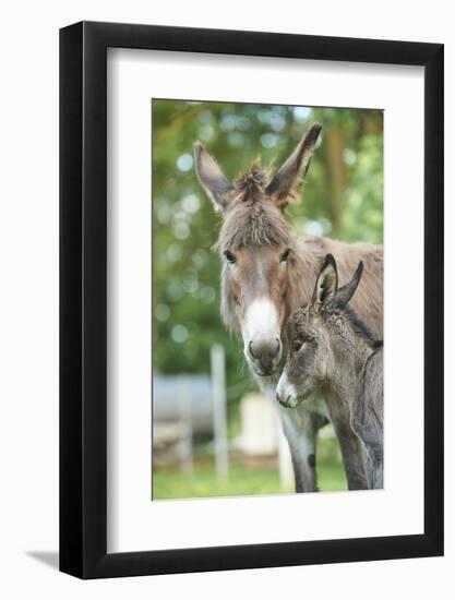 Domestic Donkey, Equus Asinus Asinus, Mare, Foal, Portrait, Head-On, Looking into Camera-David & Micha Sheldon-Framed Photographic Print