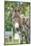 Domestic Donkey, Equus Asinus Asinus, Mare, Foal, Portrait, Head-On, Looking into Camera-David & Micha Sheldon-Mounted Photographic Print