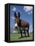 Domestic Donkey, Wisconsin, USA-Lynn M. Stone-Framed Stretched Canvas