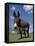 Domestic Donkey, Wisconsin, USA-Lynn M. Stone-Framed Stretched Canvas