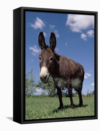 Domestic Donkey, Wisconsin, USA-Lynn M. Stone-Framed Stretched Canvas