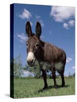 Domestic Donkey, Wisconsin, USA-Lynn M. Stone-Stretched Canvas