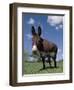 Domestic Donkey, Wisconsin, USA-Lynn M. Stone-Framed Premium Photographic Print