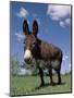 Domestic Donkey, Wisconsin, USA-Lynn M. Stone-Mounted Premium Photographic Print