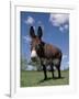 Domestic Donkey, Wisconsin, USA-Lynn M. Stone-Framed Photographic Print