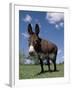 Domestic Donkey, Wisconsin, USA-Lynn M. Stone-Framed Photographic Print