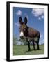 Domestic Donkey, Wisconsin, USA-Lynn M. Stone-Framed Photographic Print