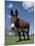 Domestic Donkey, Wisconsin, USA-Lynn M. Stone-Mounted Photographic Print