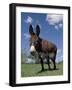 Domestic Donkey, Wisconsin, USA-Lynn M. Stone-Framed Photographic Print