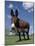 Domestic Donkey, Wisconsin, USA-Lynn M. Stone-Mounted Photographic Print