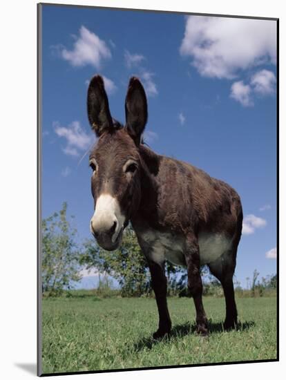 Domestic Donkey, Wisconsin, USA-Lynn M. Stone-Mounted Photographic Print