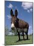 Domestic Donkey, Wisconsin, USA-Lynn M. Stone-Mounted Photographic Print