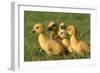 Domestic Ducklings X Five in Grass-null-Framed Photographic Print