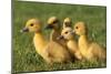 Domestic Ducklings X Five in Grass-null-Mounted Photographic Print