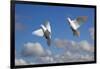 Domestic Fan-tailed pigeons (Columba livia) in flight against a blue sky England, UK-Ernie Janes-Framed Photographic Print