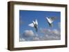 Domestic Fan-tailed pigeons (Columba livia) in flight against a blue sky England, UK-Ernie Janes-Framed Photographic Print