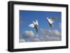 Domestic Fan-tailed pigeons (Columba livia) in flight against a blue sky England, UK-Ernie Janes-Framed Photographic Print