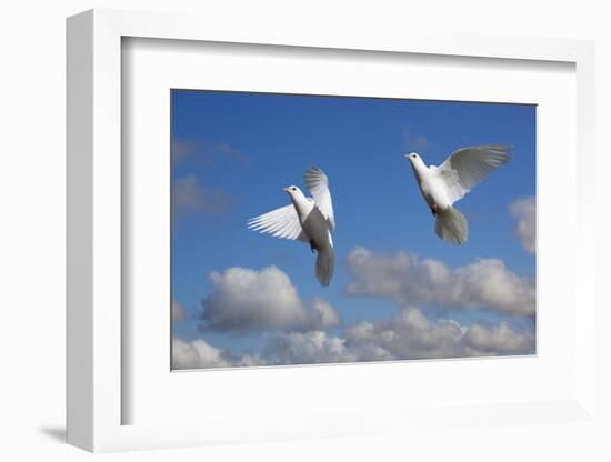 Domestic Fan-tailed pigeons (Columba livia) in flight against a blue sky England, UK-Ernie Janes-Framed Photographic Print