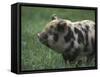 Domestic Farmyard Piglet, South Africa-Stuart Westmoreland-Framed Stretched Canvas