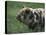 Domestic Farmyard Piglet, South Africa-Stuart Westmoreland-Stretched Canvas