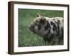 Domestic Farmyard Piglet, South Africa-Stuart Westmoreland-Framed Premium Photographic Print