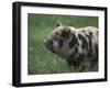 Domestic Farmyard Piglet, South Africa-Stuart Westmoreland-Framed Premium Photographic Print