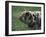 Domestic Farmyard Piglet, South Africa-Stuart Westmoreland-Framed Premium Photographic Print