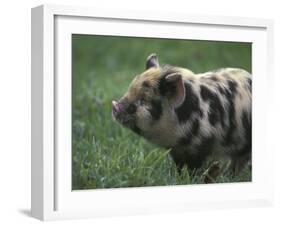 Domestic Farmyard Piglet, South Africa-Stuart Westmoreland-Framed Premium Photographic Print