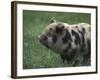 Domestic Farmyard Piglet, South Africa-Stuart Westmoreland-Framed Photographic Print