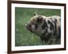 Domestic Farmyard Piglet, South Africa-Stuart Westmoreland-Framed Photographic Print