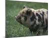 Domestic Farmyard Piglet, South Africa-Stuart Westmoreland-Mounted Photographic Print