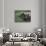 Domestic Farmyard Piglet, South Africa-Stuart Westmoreland-Photographic Print displayed on a wall