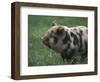 Domestic Farmyard Piglet, South Africa-Stuart Westmoreland-Framed Photographic Print