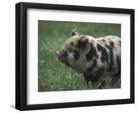 Domestic Farmyard Piglet, South Africa-Stuart Westmoreland-Framed Photographic Print