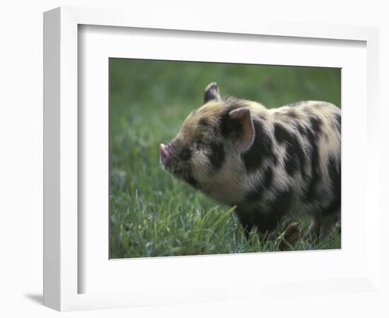 Domestic Farmyard Piglet, South Africa-Stuart Westmoreland-Framed Photographic Print