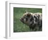 Domestic Farmyard Piglet, South Africa-Stuart Westmoreland-Framed Photographic Print