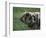 Domestic Farmyard Piglet, South Africa-Stuart Westmoreland-Framed Photographic Print