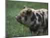Domestic Farmyard Piglet, South Africa-Stuart Westmoreland-Mounted Photographic Print