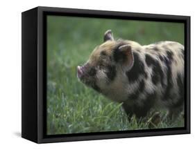 Domestic Farmyard Piglet, South Africa-Stuart Westmoreland-Framed Stretched Canvas