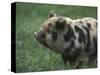 Domestic Farmyard Piglet, South Africa-Stuart Westmoreland-Stretched Canvas